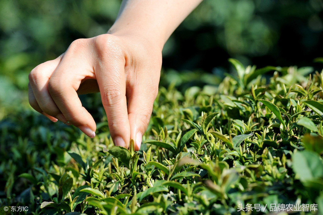 全国茶城茶叶市场最全名录,带大家看全国茶城