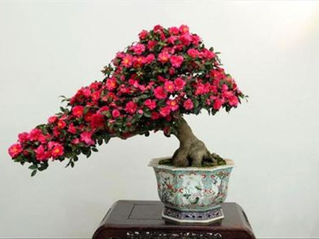 西洋杜鹃和毛杜鹃的区别图片,杜鹃和西洋杜鹃有什么联系