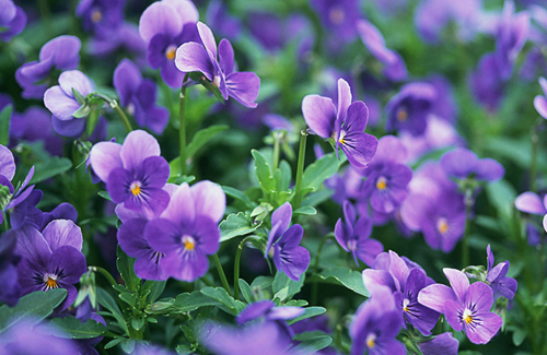 送花怎么选择合适的花,送花花的种类和意义