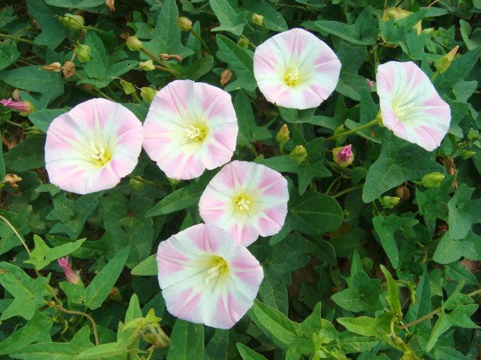 它是假喇叭，过去农民见了就毁，现在却当赚钱宝，这是怎么回事？