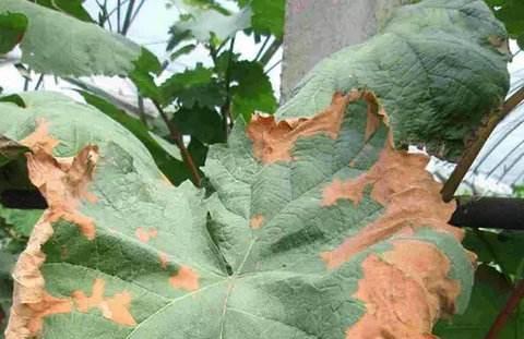 葡萄叶子烧边是什么病,葡萄叶子长白霜是怎么回事