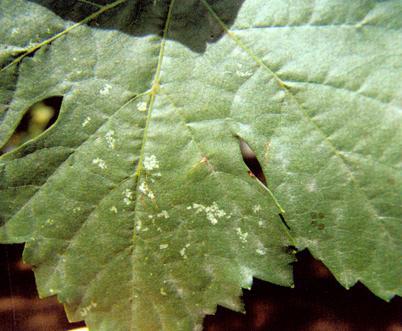 葡萄叶子烧边是什么病,葡萄叶子长白霜是怎么回事