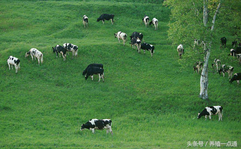 奶牛养殖现状及分析,奶牛饲养的6大要素