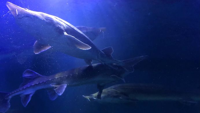 看日出、逗黑熊……从抚远出发穿越“两极”