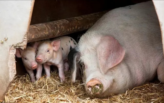 母猪为什么产后不吃食还便秘,母猪产后不食怎么解决