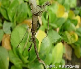 立枯病防治方法视频,立枯病怎么治疗好得快