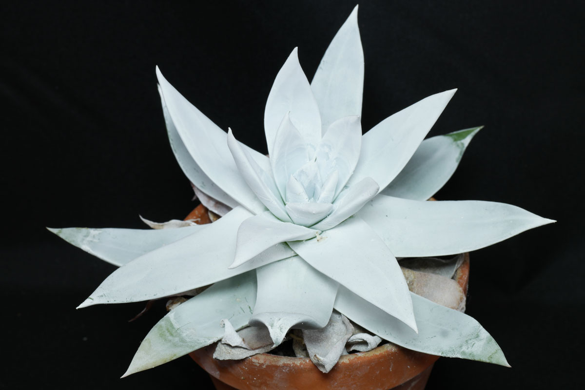 苹果叶仙女杯多肉如何养护,爱杜丽丝仙女杯多肉怎么养殖