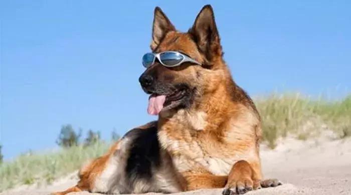 主人送狗狗去寄养,夏天怎样预防宠物狗中暑