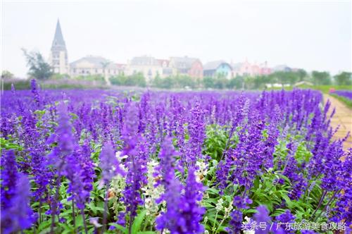 佛山美的鹭湖岭南半山酒店,佛山美的鹭湖岭南花园酒店攻略