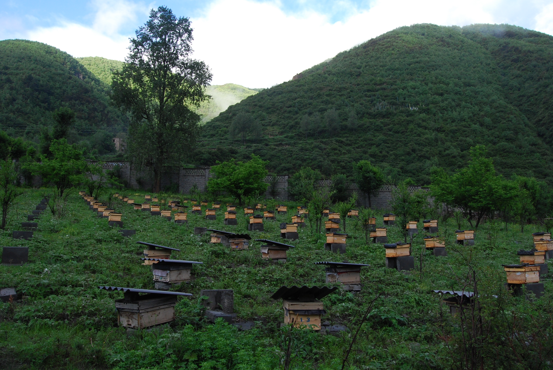 吃了十年蜂蜜才知道原蜜是这样的,喜欢吃蜂蜜有什么好处