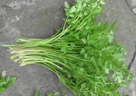 一盘“秋葵”下肚，济南一男子失去意识！菜市场里的这些“毒菜”看清楚了，千万别买错了！