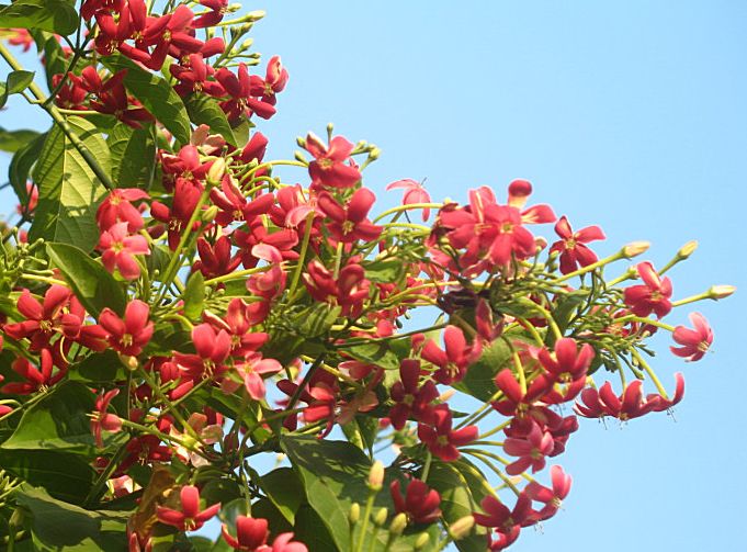 一盘“秋葵”下肚，济南一男子失去意识！菜市场里的这些“毒菜”看清楚了，千万别买错了！