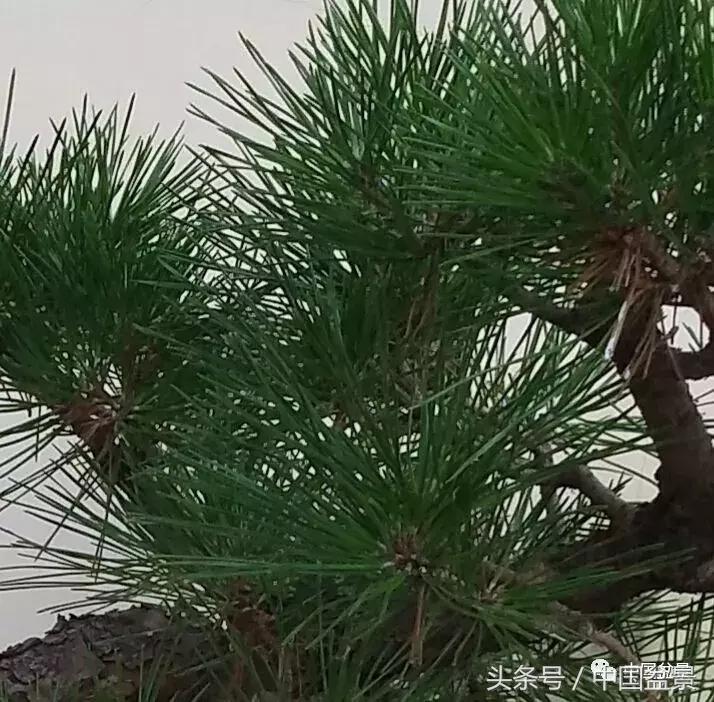 小林国雄黑松文人树盆景,黑松文人树盆景造型