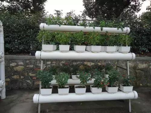 封闭小阳台种菜新手入门教程,家里小阳台种菜怎么种