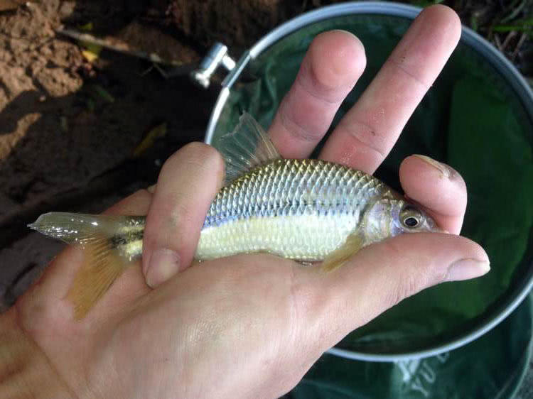 溪流里最多的就是这种光唇鱼，误食了鱼籽可能引发腹泻