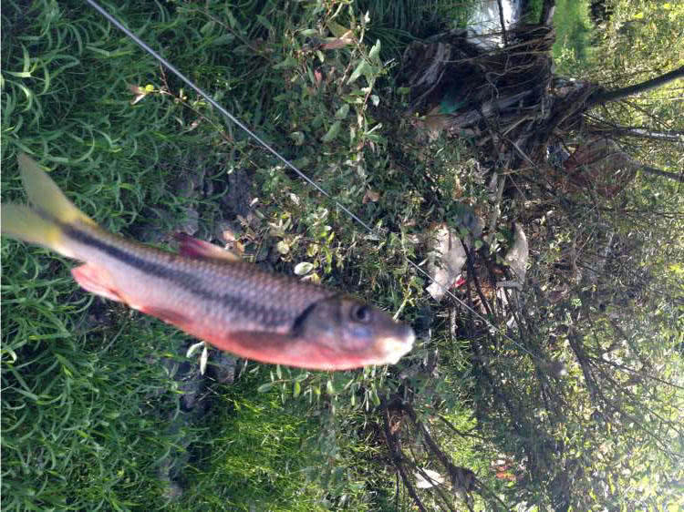 溪流里最多的就是这种光唇鱼，误食了鱼籽可能引发腹泻