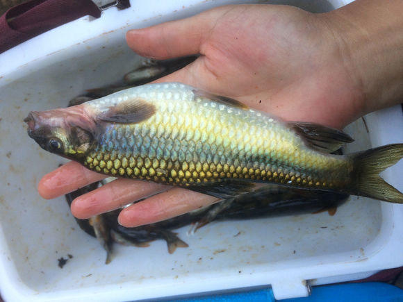 溪流里最多的就是这种光唇鱼，误食了鱼籽可能引发腹泻