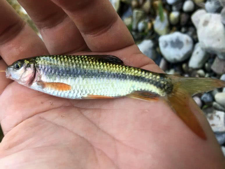 溪流里最多的就是这种光唇鱼，误食了鱼籽可能引发腹泻