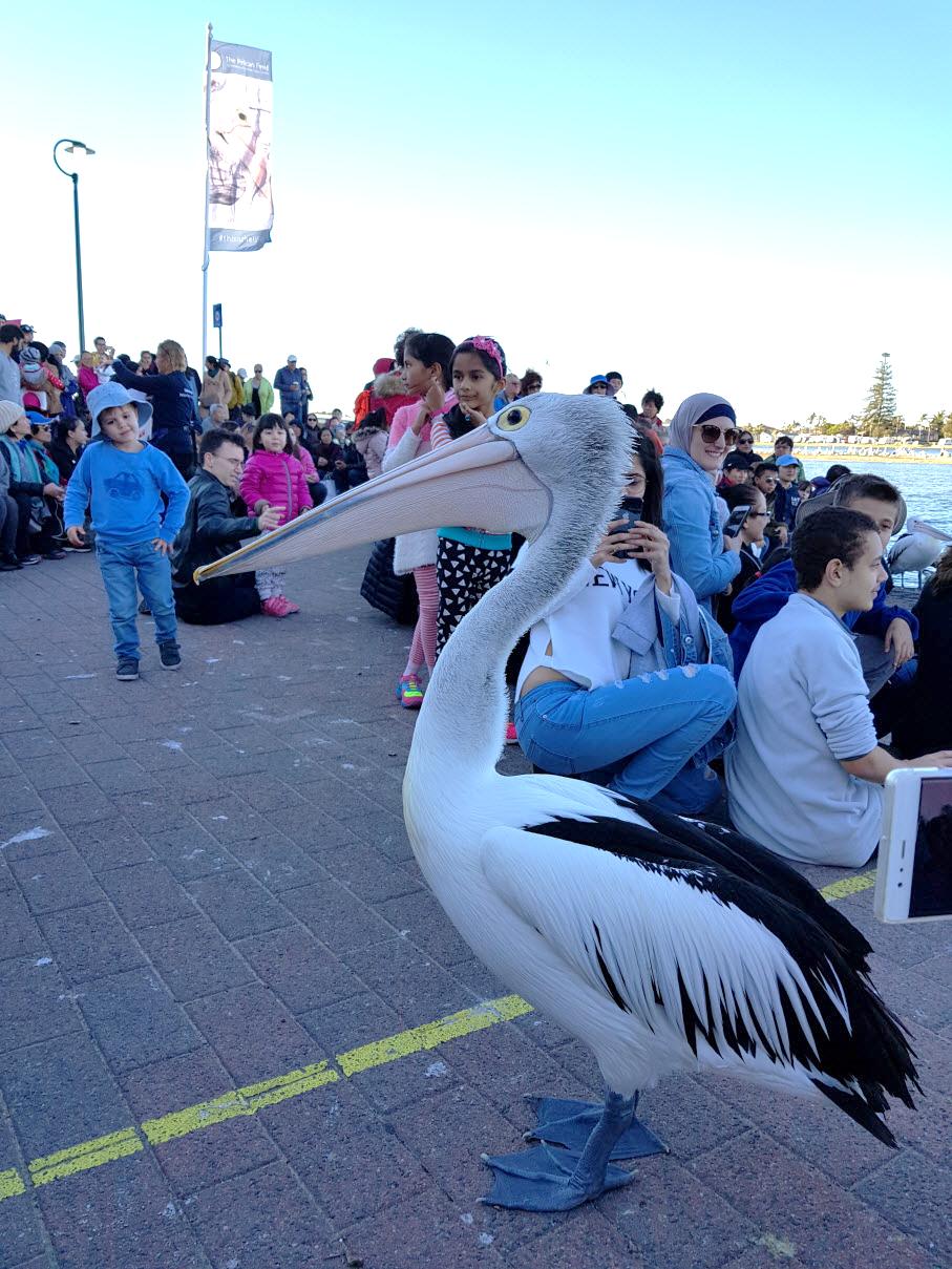 出走澳洲：到鹈鹕之都赏三面水景，观群鸟争食