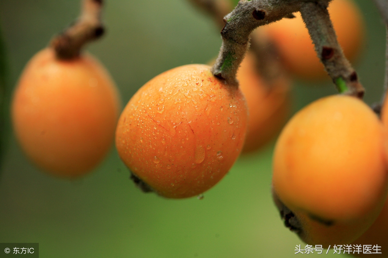 肺热适合吃什么食物,肺热吃什么食物比较好