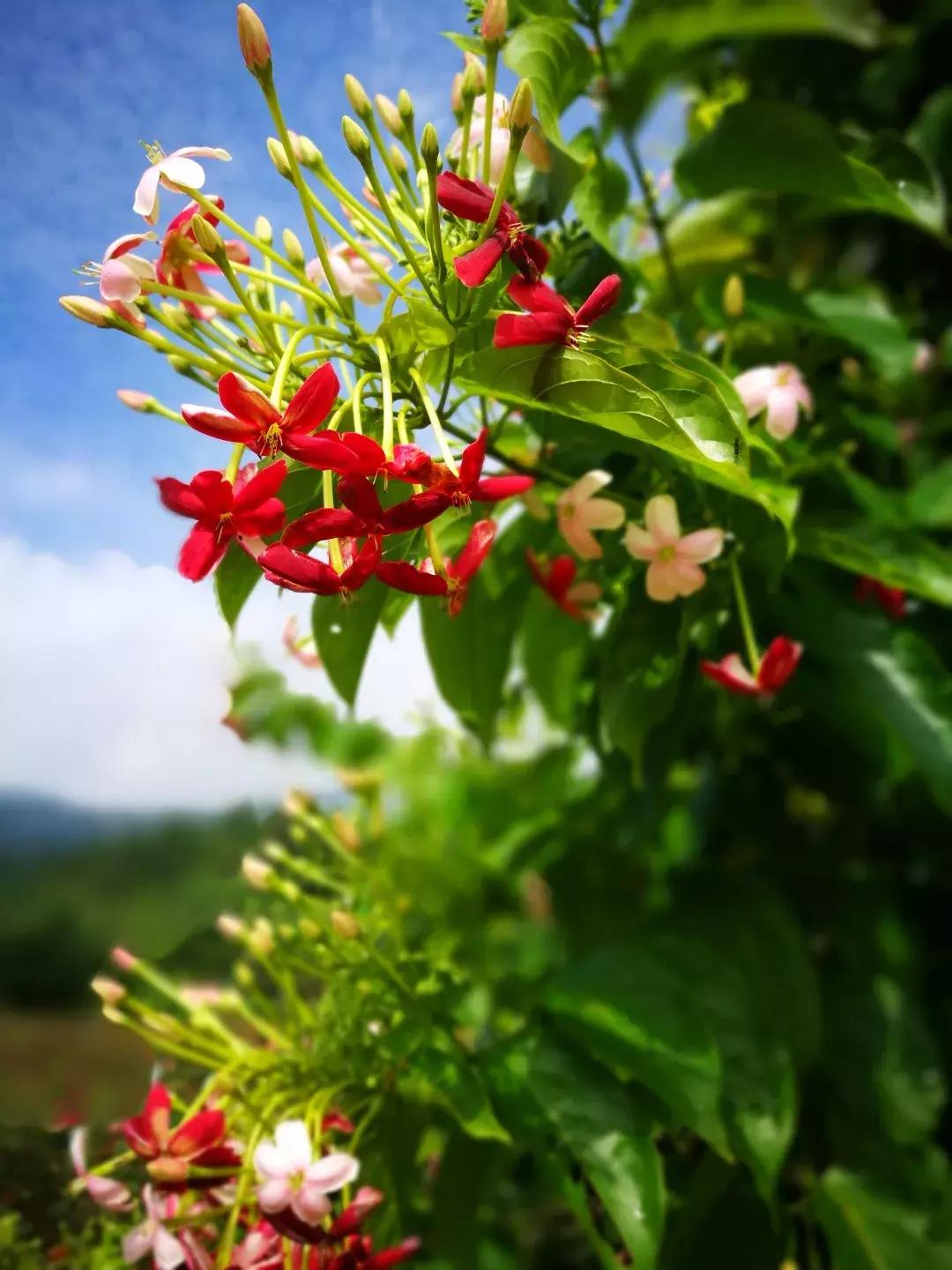 七夕将至，黄姚花海正值赏花期，相约一场简单爱！