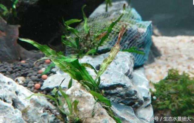 水草常见病,鱼缸水草常见病