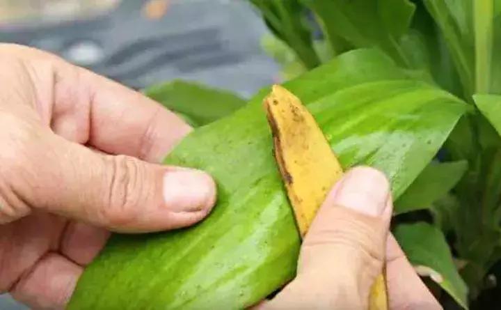 如何防止盆底烂根发生,十种不烂根的盆底垫