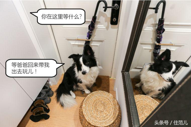 装修对猫咪的影响,怎么减少装修对猫的影响