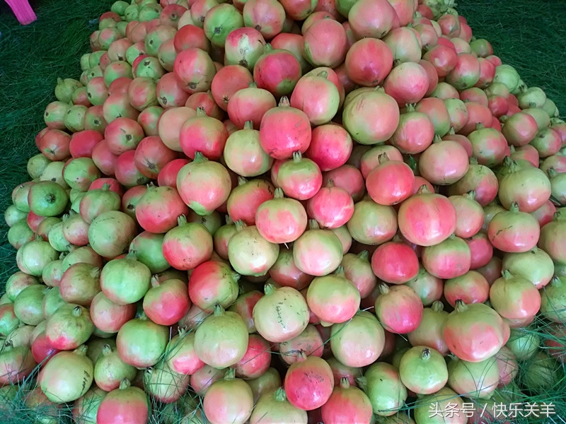 会理石榴之乡突尼斯软籽石榴,会理县软籽石榴之乡