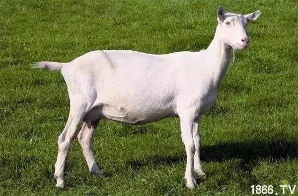 世界最好的羊种排名,世界上最好的羊是哪个羊