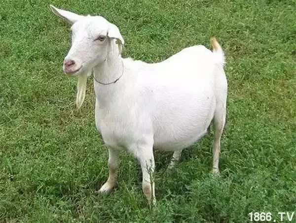世界最好的羊种排名,世界上最好的羊是哪个羊