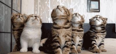 猫咪零食大全推荐,猫咪最喜欢吃什么零食