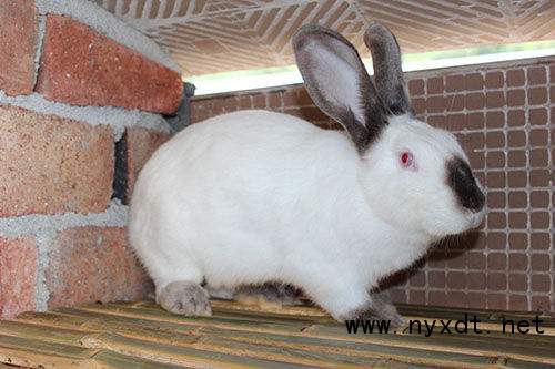 畜牧养殖技术兔子,獭兔种公兔几个成年