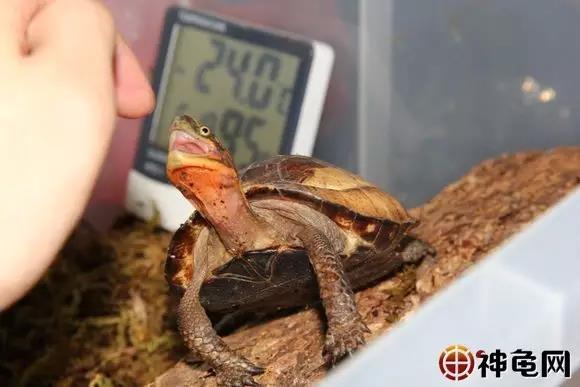 养龟十大误区,新手养龟10大禁忌