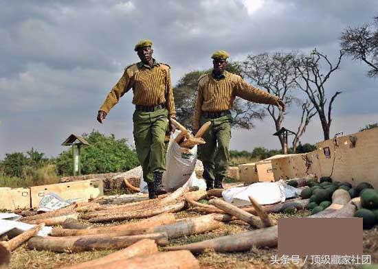 犀牛角的特征和图片,犀牛角的种类图片大全