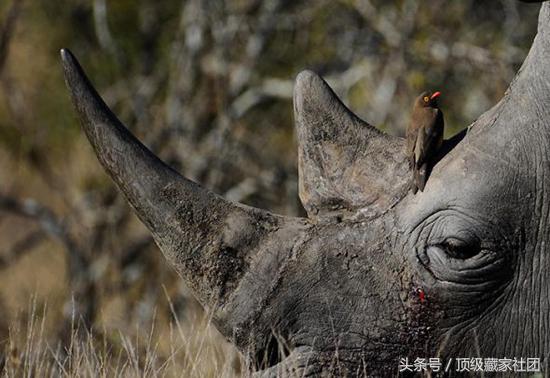 犀牛角的特征和图片,犀牛角的种类图片大全