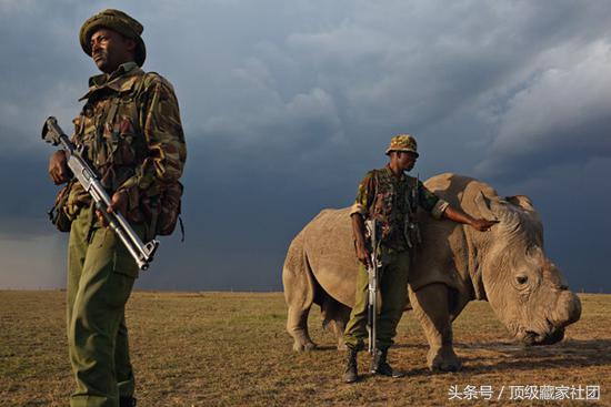 犀牛角的特征和图片,犀牛角的种类图片大全