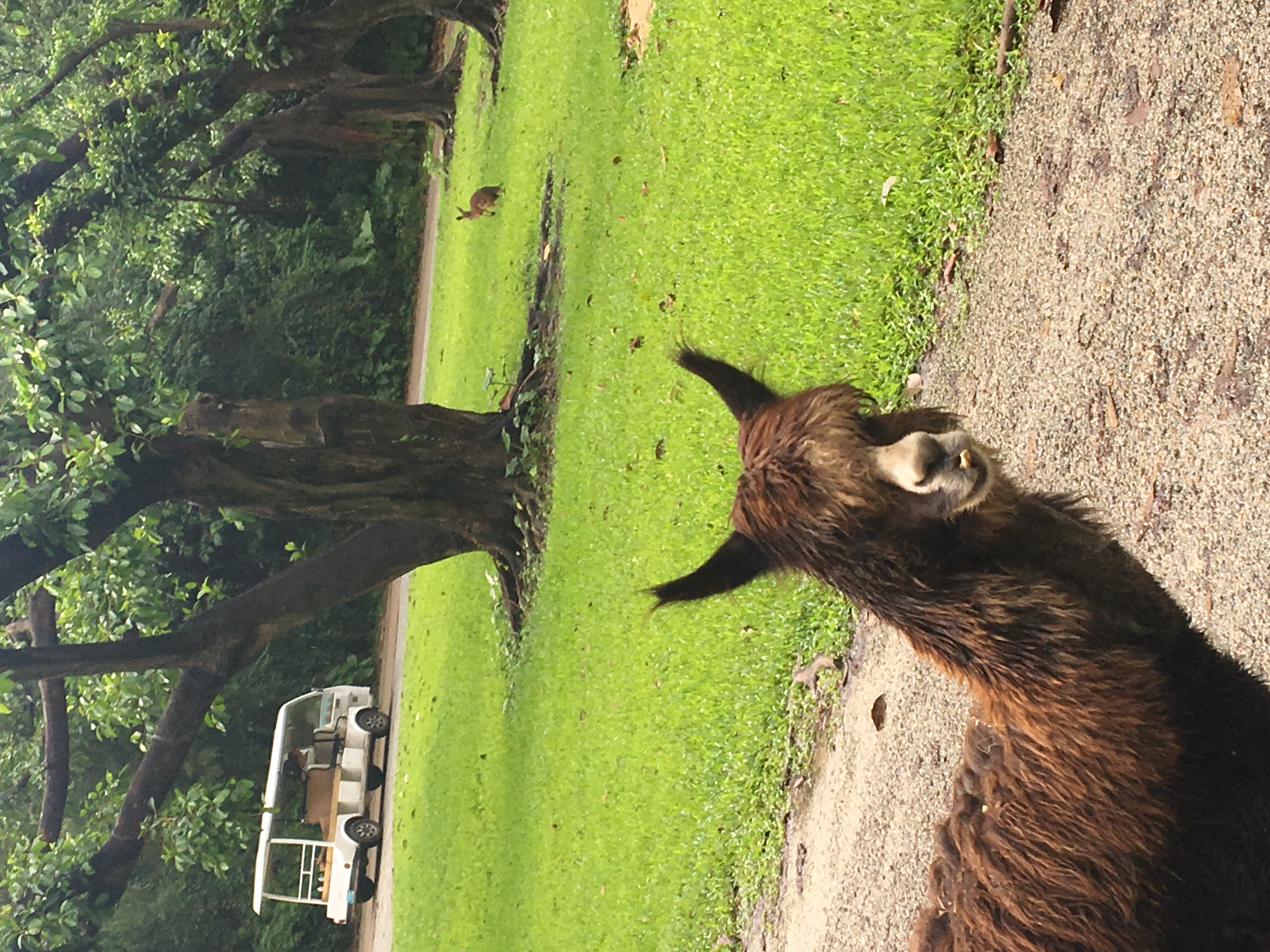 长隆野生动物园游玩攻略,长隆野生动物园