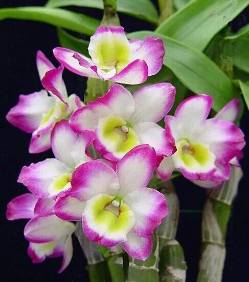 雅姿气色锁水面膜宣传片,雅姿气色锁水面膜