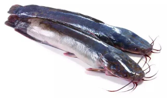 海南的鱼类大全,海南鱼类大全图片