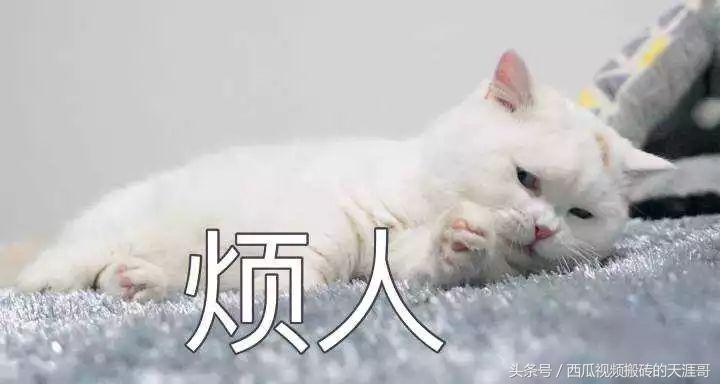 自从迷上*戏调**某宝客服后，我不会说话的毛病就被治好了