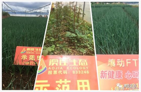 改善土壤板结专用药,专治土壤板结硬化酸化重茬