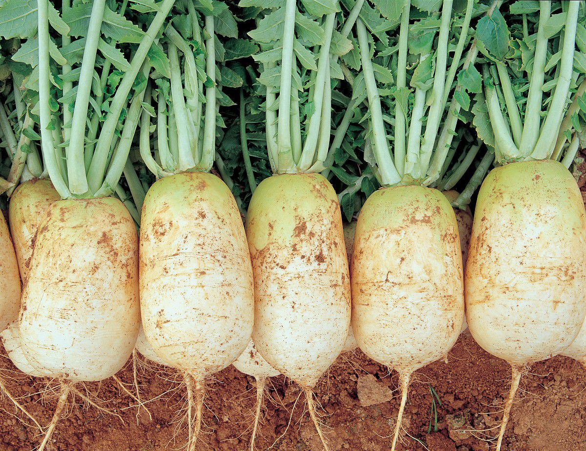 说文解字第263讲,说文解字第56课