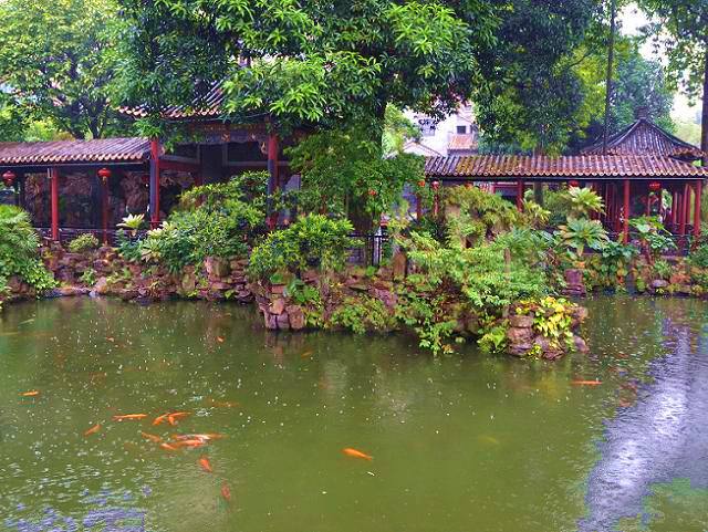 下雨天，室外鱼缸里的鱼儿可能要丢了性命！