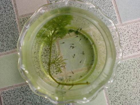 网上卖孔雀鱼鱼苗,孔雀鱼鱼苗可以买吗