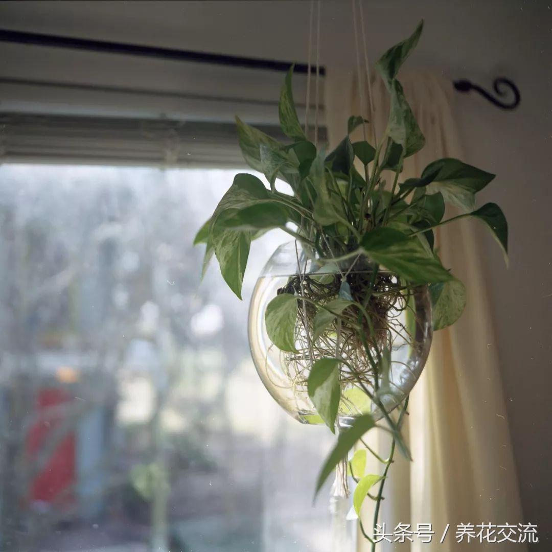 绿萝水培到土培注意事项,办公室的土培绿萝怎么养才能养好