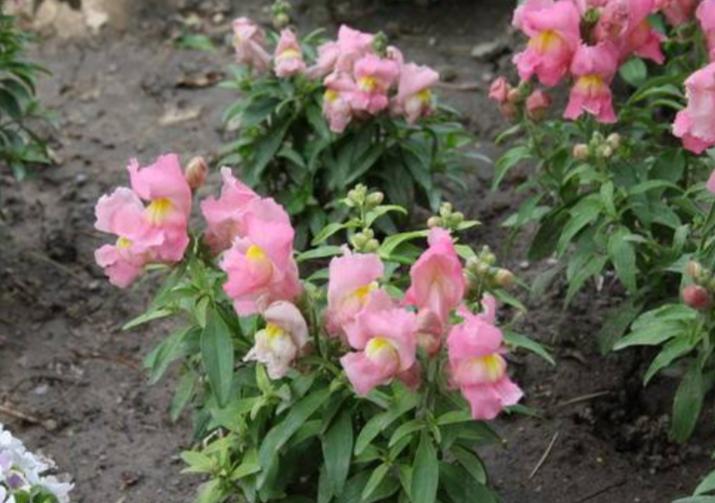 重瓣大花金鱼草的养殖方法,有关金鱼草的养殖方法和注意事项