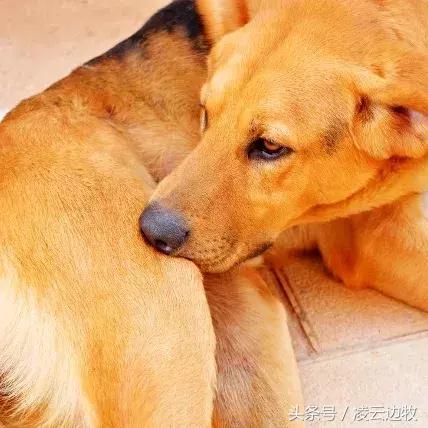 狗狗起红疹怎么办,狗狗红疹怎么治