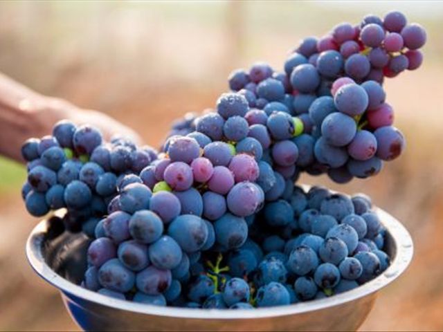 葡萄皮和葡萄籽吃了有什么好处,葡萄皮和籽有什么好处