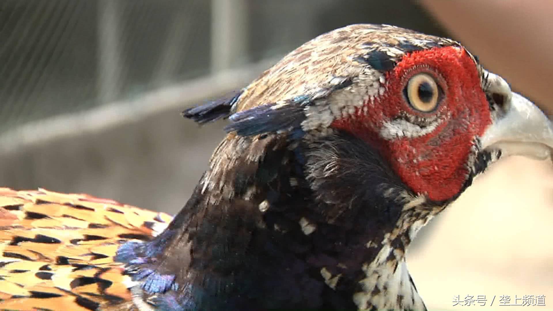 吃玉米、啄树皮，中药做护理，2斤多重的狂野“山鸡”，有啥特别